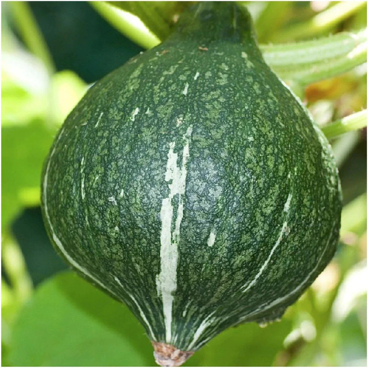 Green Hubbard Squash Seeds - 20+ Count - Heirloom Vegetable Seeds for 2025 Planting - Cucurbita maxima