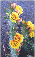Green Prickly Pear Cactus Seeds - 20+ Seeds - Opuntia lindheimer - Nopal - USA Harvest 08/24