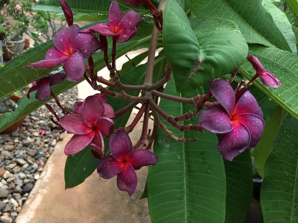 Plumeria Cutting 1 Tip Black Purple Frangipani (Plumeria spp.) - Ideal for Grafting and Propagation