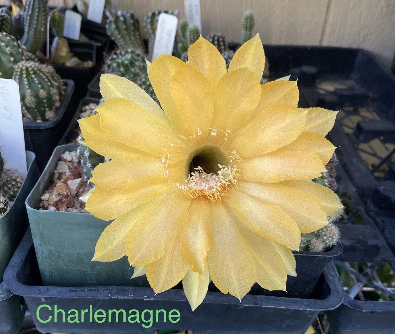 Echinopsis Schick Hybrids Cactus Plant - Rooted Succulent Variety - Charlemagne