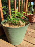 Well-Rooted Lemon Verbena Live Plant, Aloysia Citrodora, Aromatic Herb for Gardens and Containers