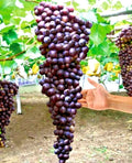 Giant Bunch Grapes Cuttings - 3x3 Green Cuttings in Blue, Yellow, Pink Varieties for Rooting Procedure - Vitis vinifera