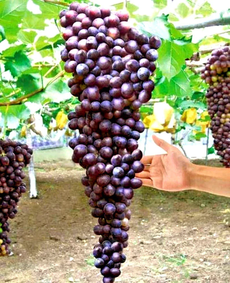 Giant Bunch Grapes Cuttings - 3x3 Green Cuttings in Blue, Yellow, Pink Varieties for Rooting Procedure - Vitis vinifera