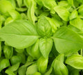 LEMON BASIL SEEDS 300+ Pack | Culinary Herb for Gardening | Ocimum basilicum 'Citriodorum'