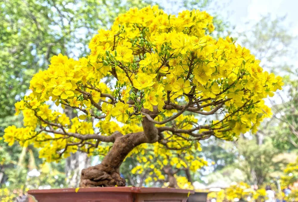 Apricot Bonsai Tree Seeds - 3 Large Seeds for Planting - Yellow Flowers - Prunus armeniaca