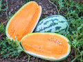 Tendersweet Orange Watermelon Seeds - Heirloom, NON-GMO, 100+ Seeds - Citrullus lanatus