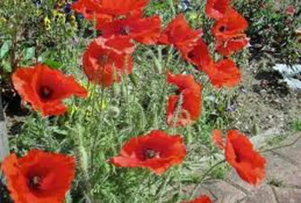 CORN POPPY SEEDS 100+ Brilliant Red Flower Seeds, Papaver rhoeas, Beautiful Red Blooms