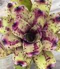 Neoregelia Blueberry Muffin Bromeliad Plant *Small* - Tropical Indoor Houseplant for Home Decor