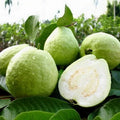 White Guava Live Starter Tree 6-10in Psidium 4in Pot Tropical Fruit Plant