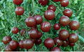 Chocolate Cherry Tomato Seeds - 120+ Heirloom Seeds - Super Sweet Variety - Rare Heirloom Tomatoes