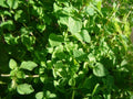 Thyme Herb Seeds - Common Variety, Thymus vulgaris, Tracking Included