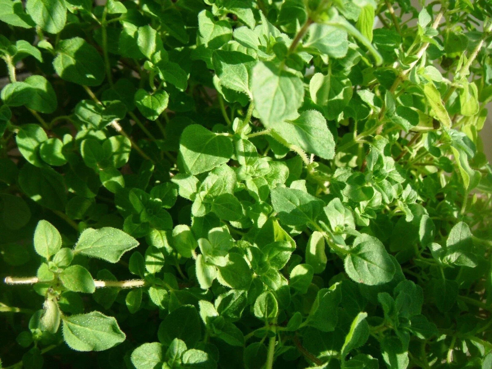 Thyme Herb Seeds - Common Variety, Thymus vulgaris, Tracking Included
