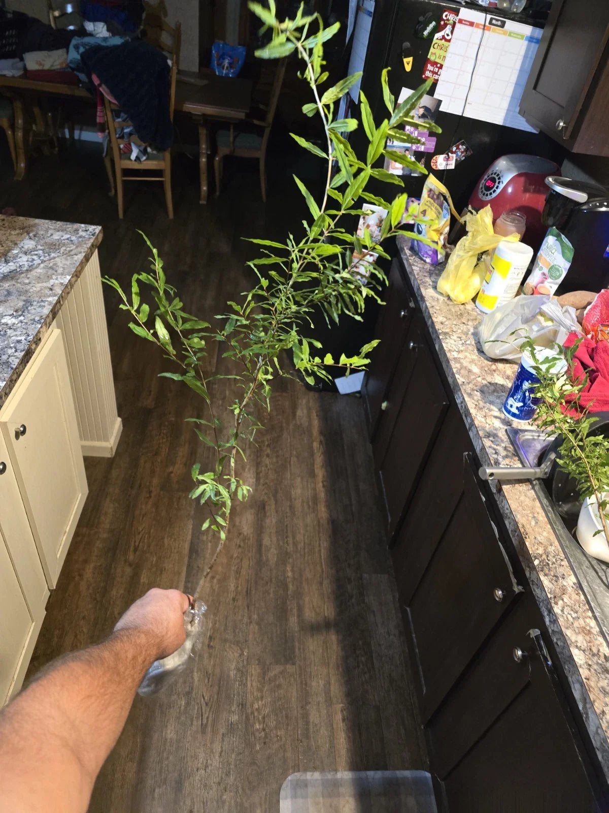 Pomegranate Tree Seedling - Parfianka Variety - 18 Inches - Punica granatum - Fruit Plant for Home Garden