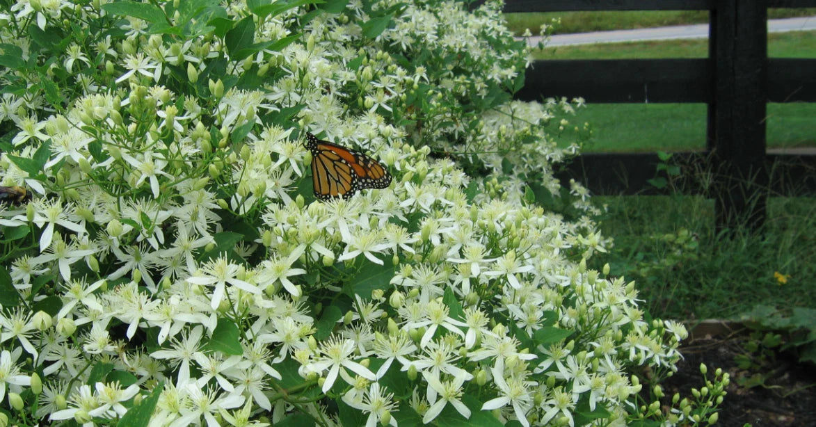 Sweet Autumn Clematis Plant - 1-Year Roots - Virginsbower Clematis (Clematis paniculata terniflora)