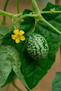 Mouse Melon Seeds - 50 Count - Exotic Cucamelon Seeds for Gardening - Melothria scabra