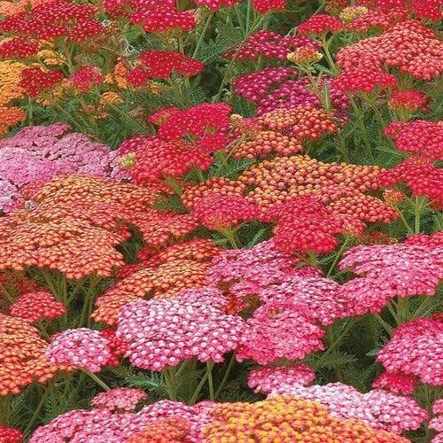 Yarrow Seeds for Planting, 50 Bright Color Seeds, Achillea millefolium, Stunning Garden Flowers