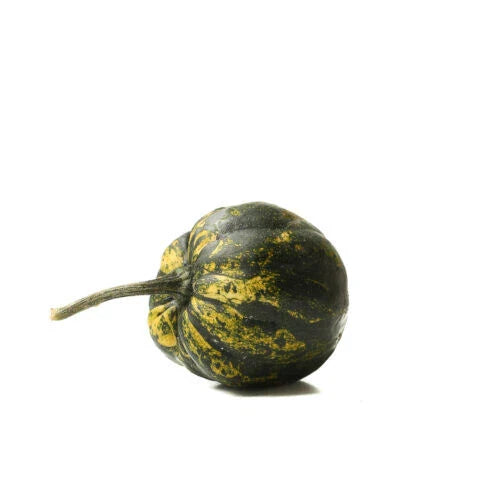 Starry Night Squash Seeds - 25+ Heirloom Seeds for Garden Planting - Cucurbita pepo - USA