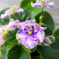 Fresh Cut Leaf - AV-Soap Bubbles/AV-Mylnye Puzyri - African Violet - Perfect for Propagation and Gardening