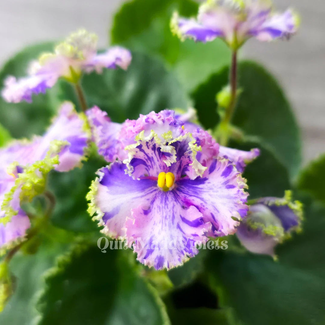 Fresh Cut Leaf - AV-Soap Bubbles/AV-Mylnye Puzyri - African Violet - Perfect for Propagation and Gardening