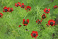 Pheasant's Eye Seeds - 80 Seeds - Annual Red - Adonis annua - GroCo USA - Buy Any 15 Ships Free