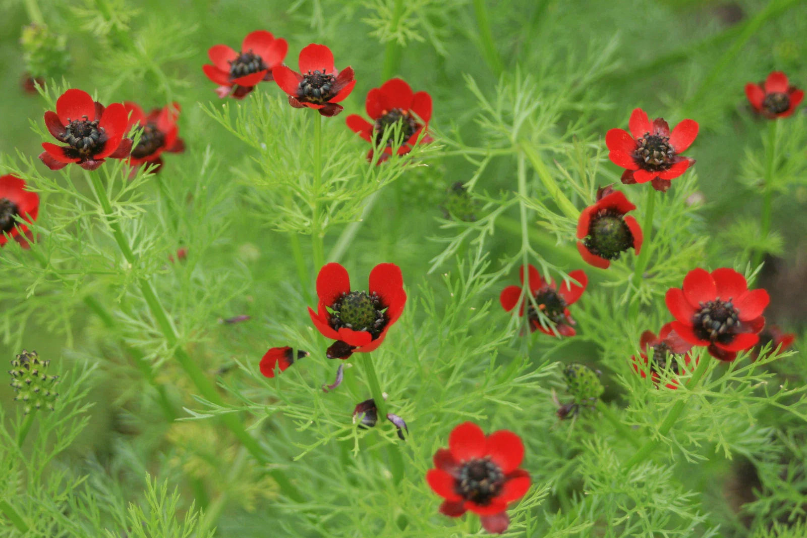 Pheasant's Eye Seeds - 80 Seeds - Annual Red - Adonis annua - GroCo USA - Buy Any 15 Ships Free