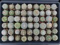Astrophytum Asterias Super Kabuto Cactus - 54 Units - Rare Succulent Plant - Unique Variegated Features