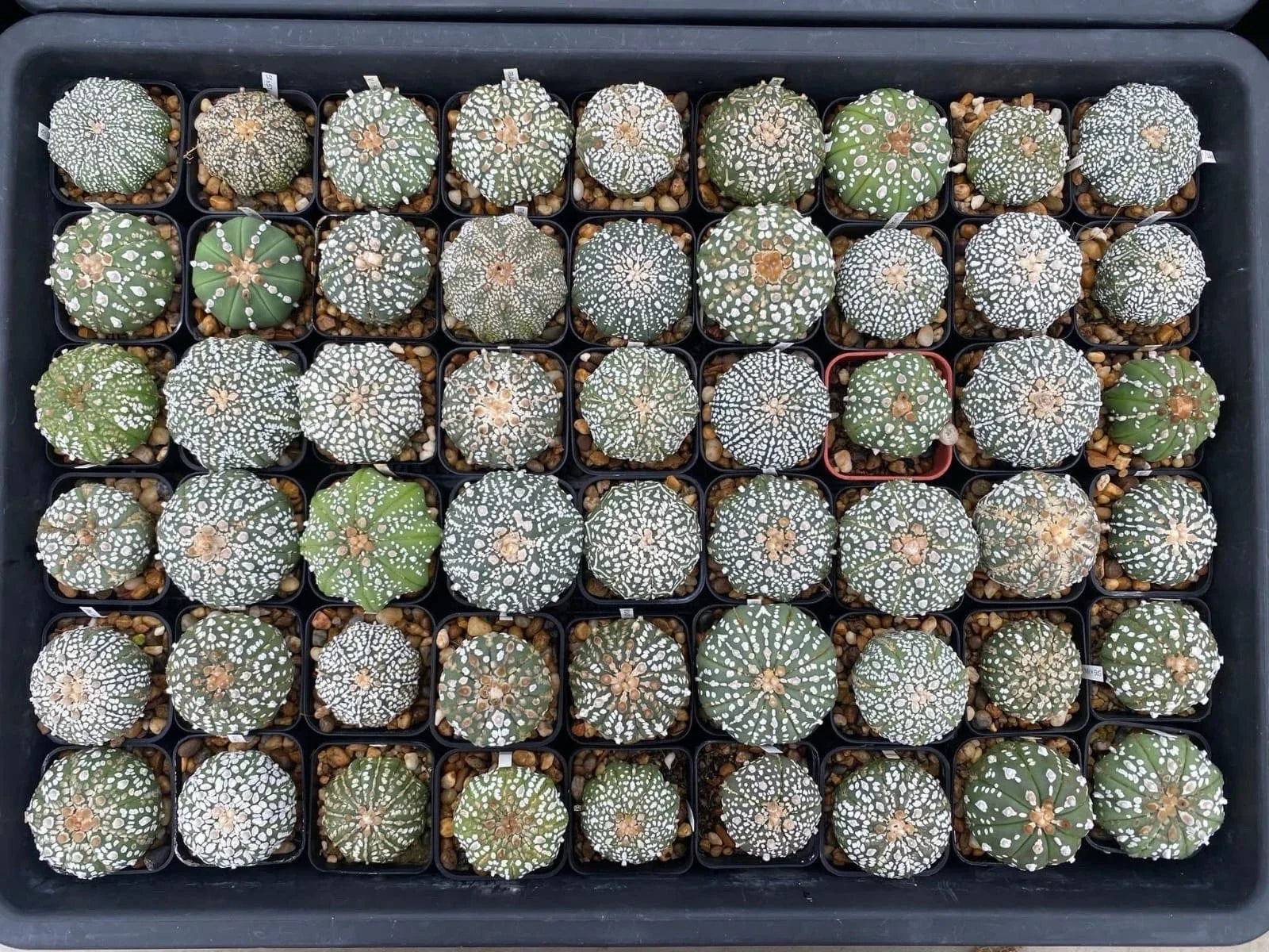 Astrophytum Asterias Super Kabuto Cactus - 54 Units - Rare Succulent Plant - Unique Variegated Features