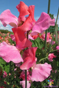Duo Salmon Sweet Pea Seeds - 50+ Pack for Garden Planting - Lathyrus odoratus - USA