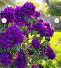 Rhododendron Starter Plant - Florence Parks - Well Rooted - Rare Variety - Perfect for Gardens - Rhododendron spp.