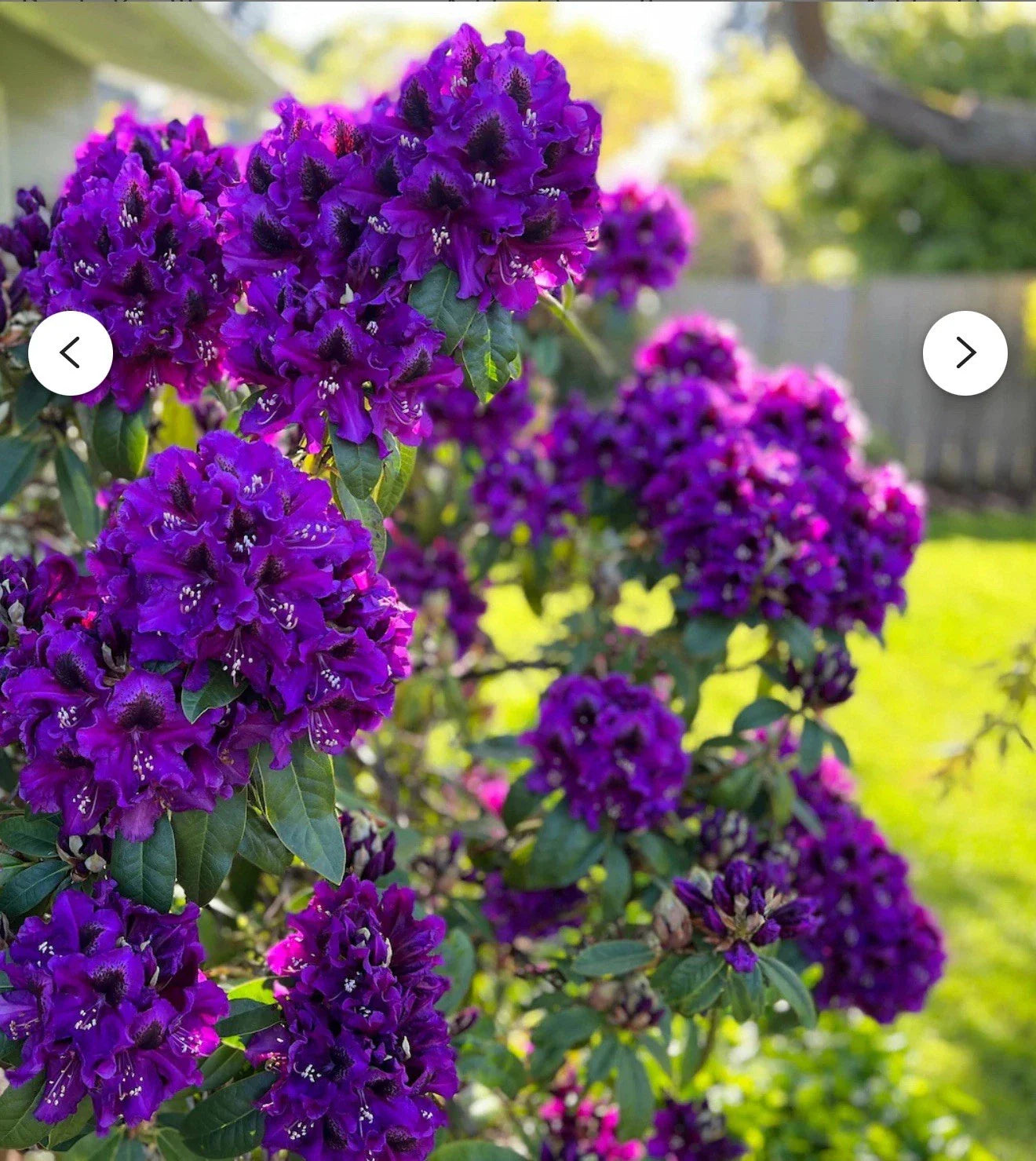 Rhododendron Starter Plant - Florence Parks - Well Rooted - Rare Variety - Perfect for Gardens - Rhododendron spp.