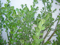 Pereskiopsis diguetii Grafting Stock Cuttings 5"-6" Top Side Cuttings - Cactus Grafting Variety
