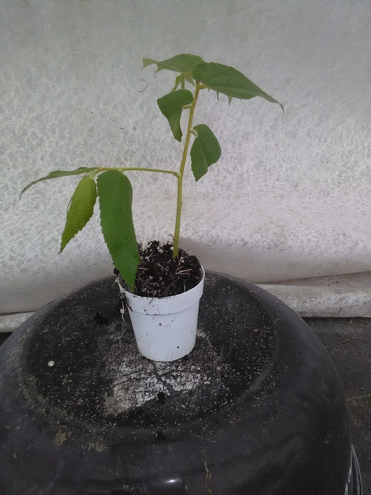 Live Strawberry Tree Plant Muntingia Calabura Jamaican Cherry Real Tree