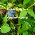 Honeyberry Cuttings 8 pcs 4-8" Giant Berry Blue Boreal Blue Moose Lonicera caerulea