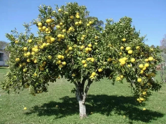 White Grape Fruit Tree Seedling - 7-8” Live Plant - Citrus × paradisi - Grapefruit Variety - 2 Pack