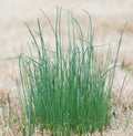 Wild Garlic Live Plants Set of 6 Perennial Allium ursinum Freshly Dug for Optimal Growth