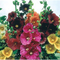 Hollyhock Seeds for Planting, Mixed Colors, 100+ Seeds, Long Blooming Period, Alcea rosea