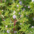 Summer Savory Herb Seeds, Non-GMO, Chubrica Variety, Multiple Sizes Available, Free Shipping
