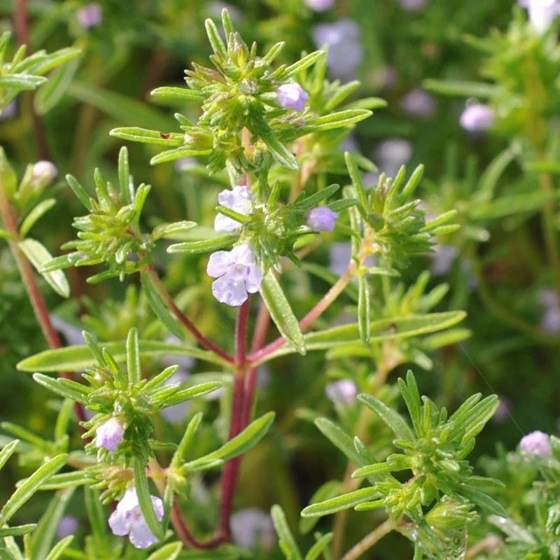 Summer Savory Herb Seeds, Non-GMO, Chubrica Variety, Multiple Sizes Available, Free Shipping