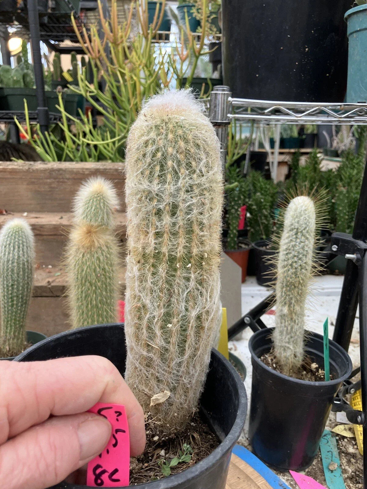 Espostoa lanata Old Man of the Mountain Cactus 9.5" Tall 8" Circumference #5 Pot