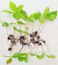 Oak Tree Sapling 6"-12" Assorted Variety with Acorn & Roots Intact (Quercus spp.) - New England