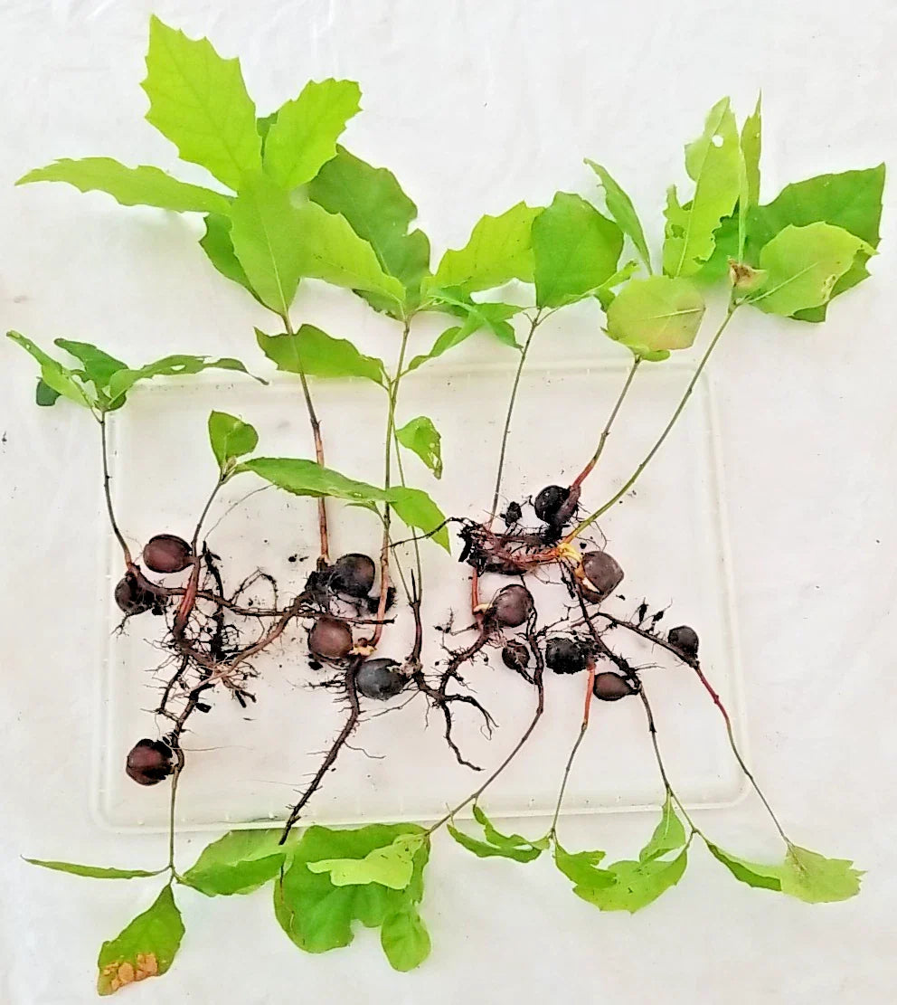 Oak Tree Sapling 6"-12" Assorted Variety with Acorn & Roots Intact (Quercus spp.) - New England