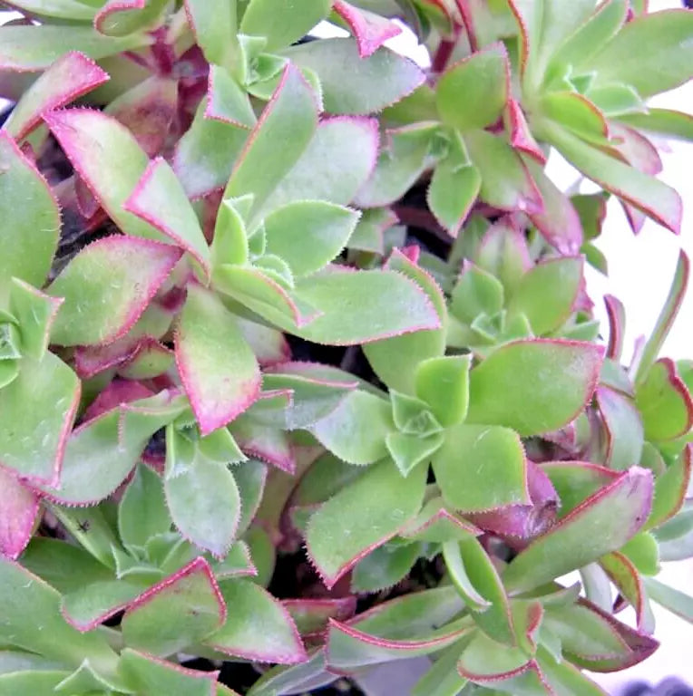 Succulent Aeonium Decorum 2" Live Plant Green Rosette - Aeonium decorum