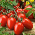 Roma Tomato Seeds, 100 Count, Heirloom Variety, Solanum lycopersicum, Grow Your Own Food, Made in USA