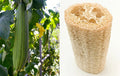 Loofah Sponge Seeds - 10-100 Seeds - Gourd Loofah Dishcloth - Mướp Heirloom (Luffa aegyptiaca)