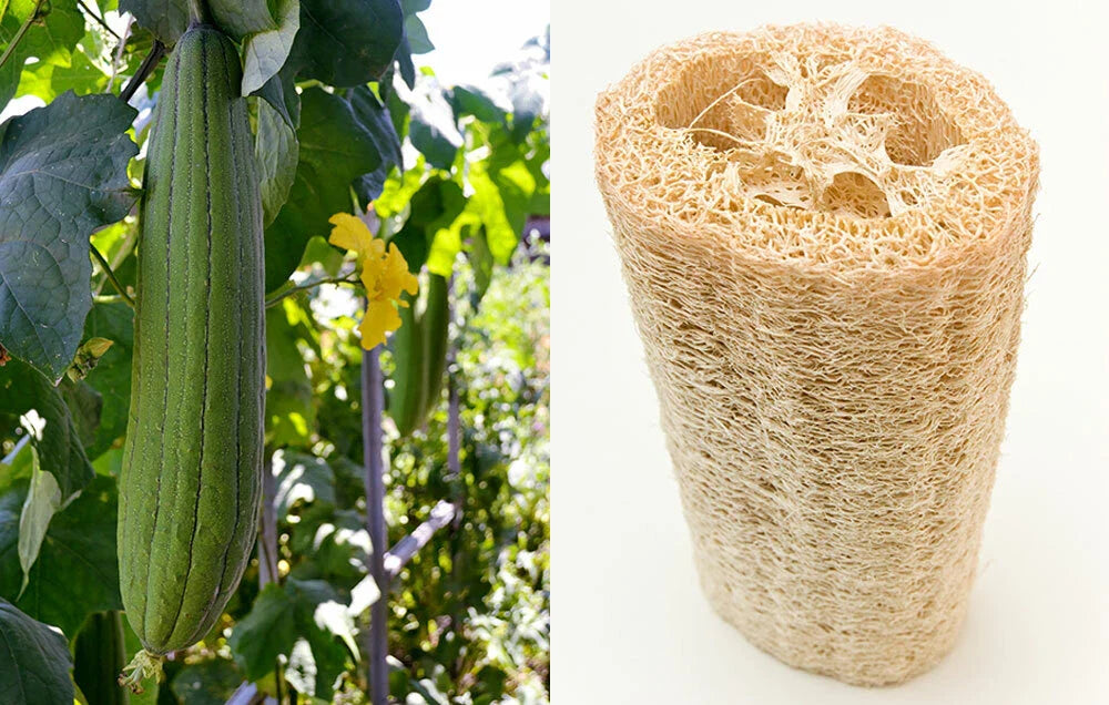 Loofah Sponge Seeds - 10-100 Seeds - Gourd Loofah Dishcloth - Mướp Heirloom (Luffa aegyptiaca)