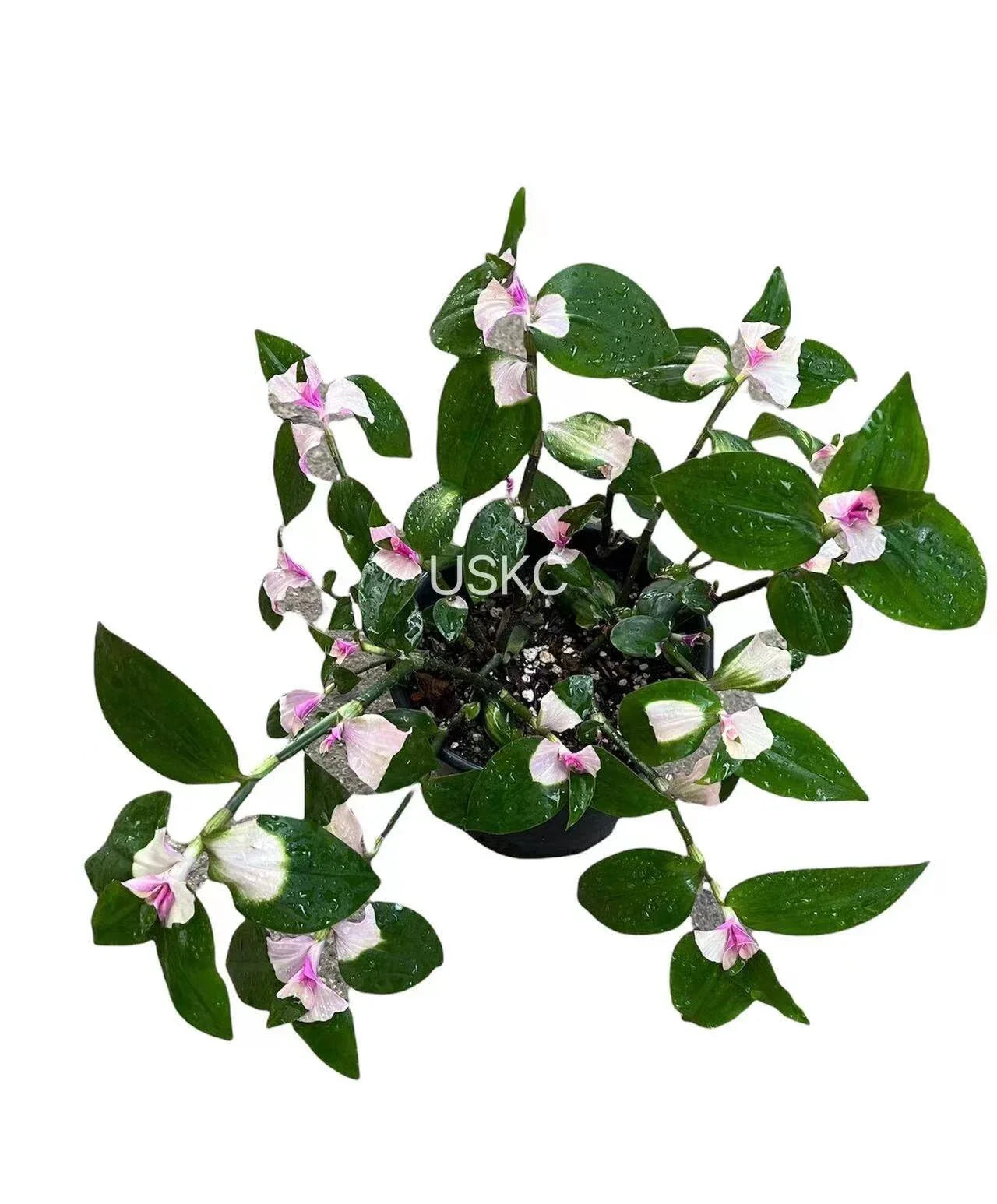 Tradescantia Blushing Bride Cuttings | Succulent Plant Cuttings | Indoor Houseplant Decor | Easy Care Plant