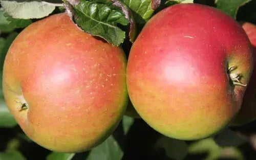 Annie Elizabeth Apple Seeds - 25+ Count - USA Grown - Malus domestica