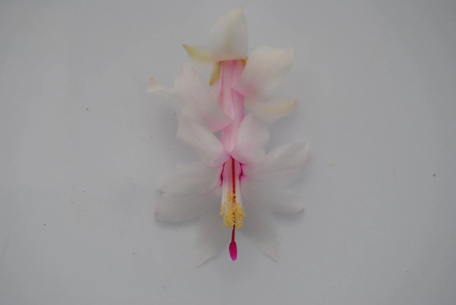 Christmas Cactus Starter Plant - White Modesto - Schlumbergera Truncata - Healthy Well-Rooted Small Plant for Easy Care