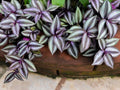 Tradescantia Zebrina Cuttings - 6 Unrooted Cuttings for Rooting - Ideal for Hanging Baskets - Spiderwort Plant