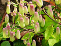 Kalanchoe Pinnata Live Rooted Plant - Leaf of Life - 4 to 6 Inch Pot - Succulent Houseplant